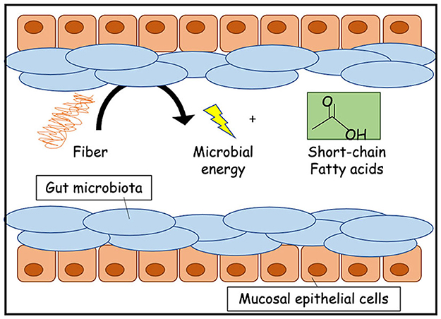 图2 -肠道微生物群帮助我们消化的膳食纤维。