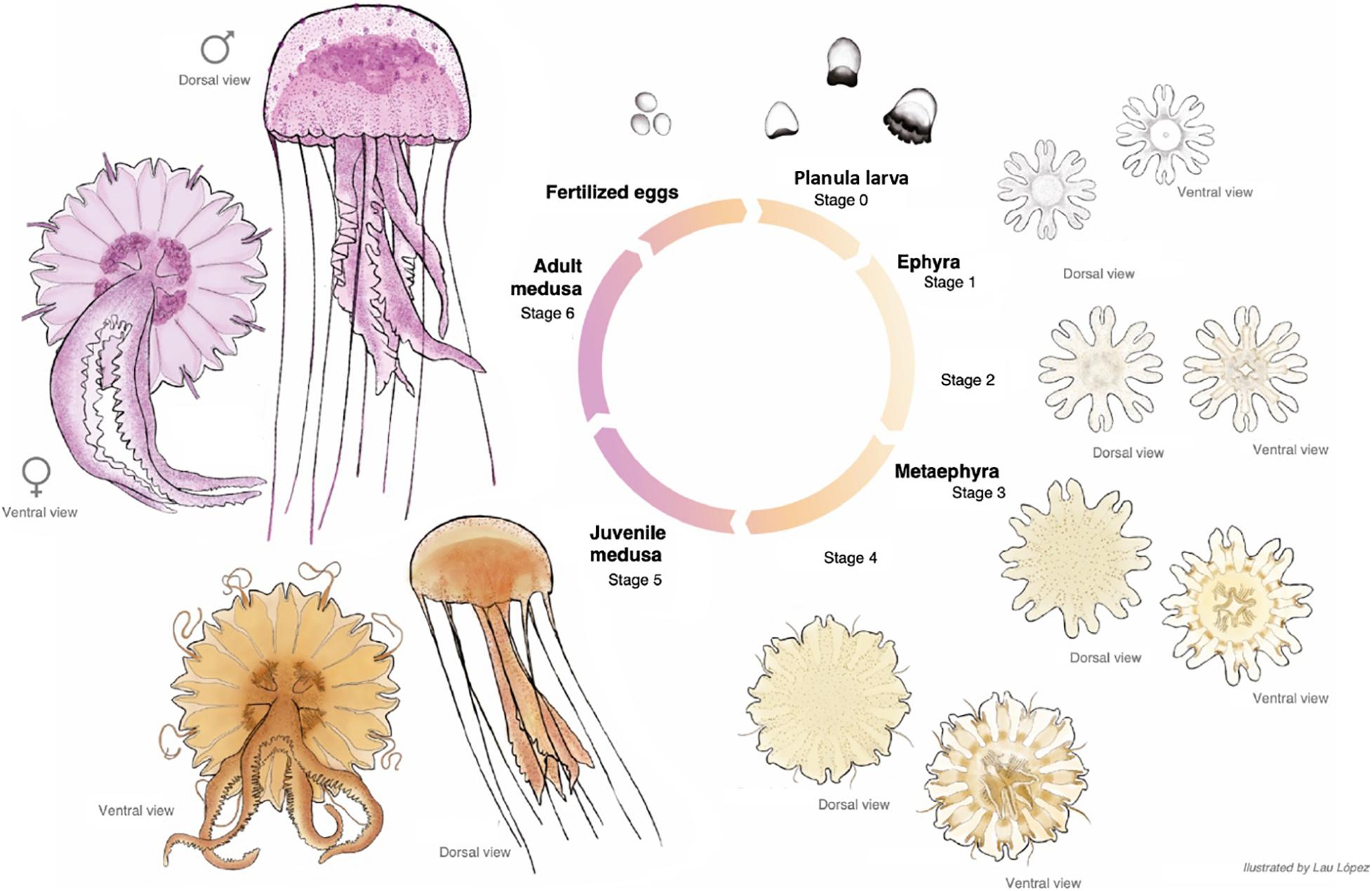 explain the jellyfish life cycle