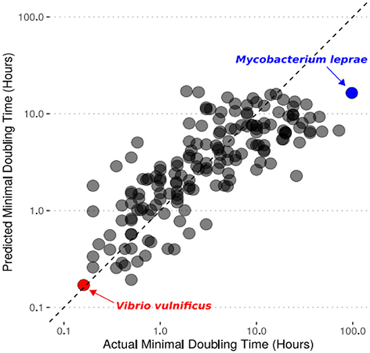 图3 -我们的计算机模型对物种加倍时间的预测与实验室实验测量的实际最小加倍时间相似。