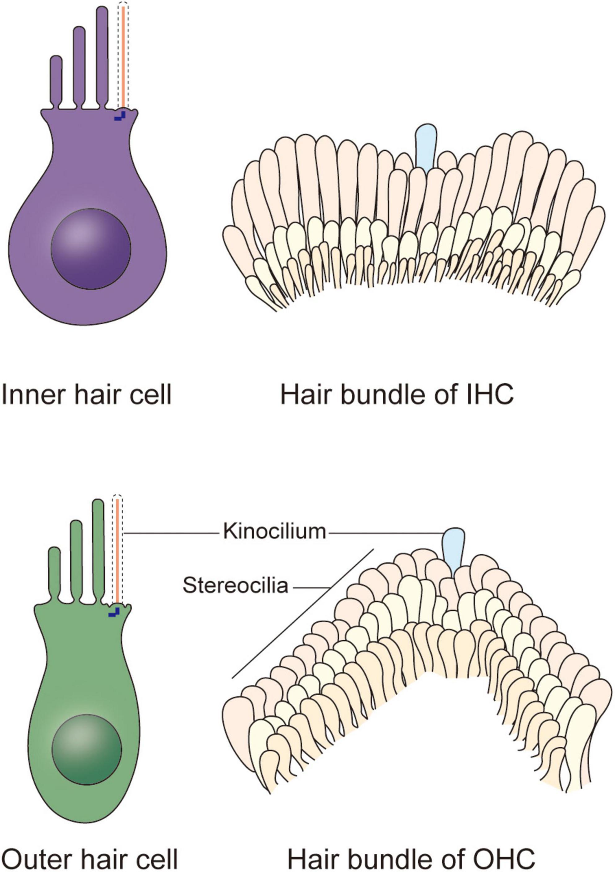 The ears sensitivity to sound is controlled by outer hair cells