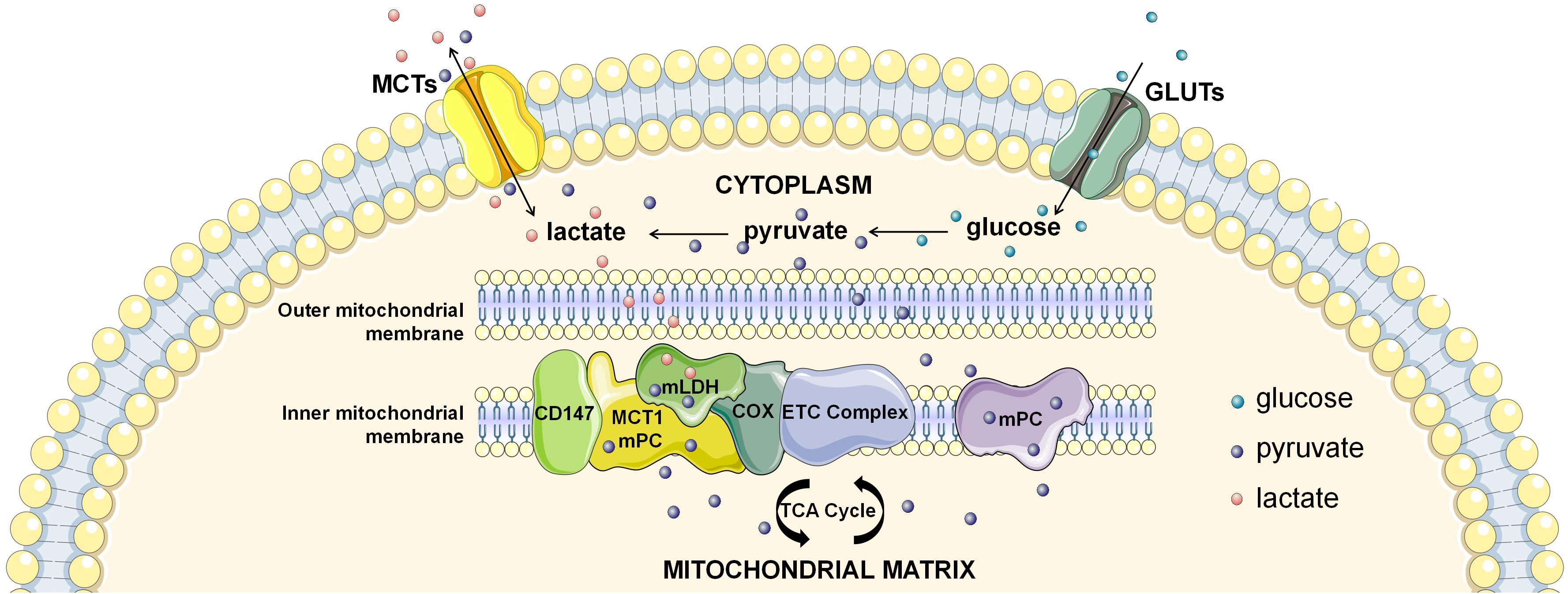 Frontiers Lactate And Myocadiac Energy Metabolism Physiology