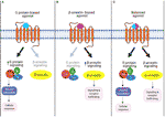 Frontiers | Metabolic Functions of G Protein-Coupled Receptors and β ...