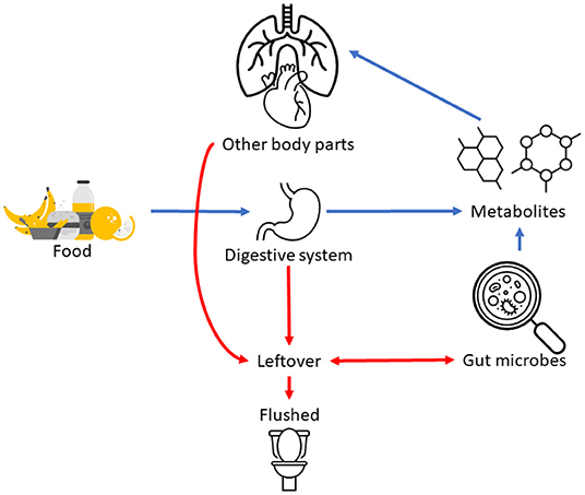 Figure 1 - Metabolites from food are broken down by the digestive system and transported to other body parts.