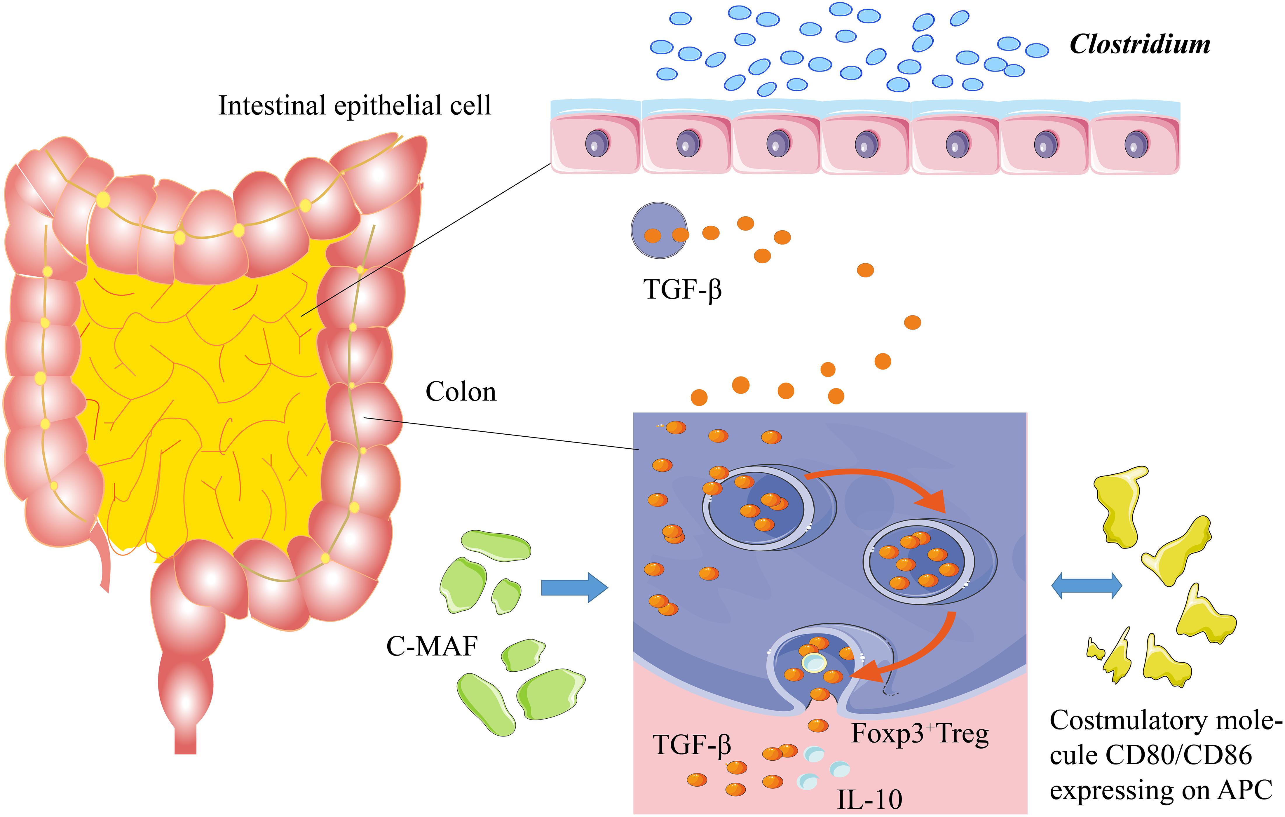 Frontiers Advances In The Relationships Between Cow s Milk Protein 