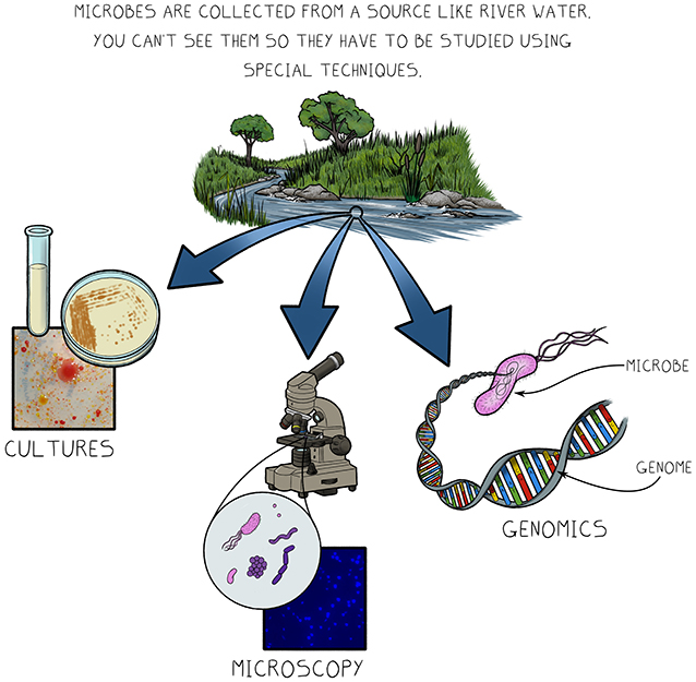图1 -因为微生物很小，我们需要特殊的方法来研究它们。