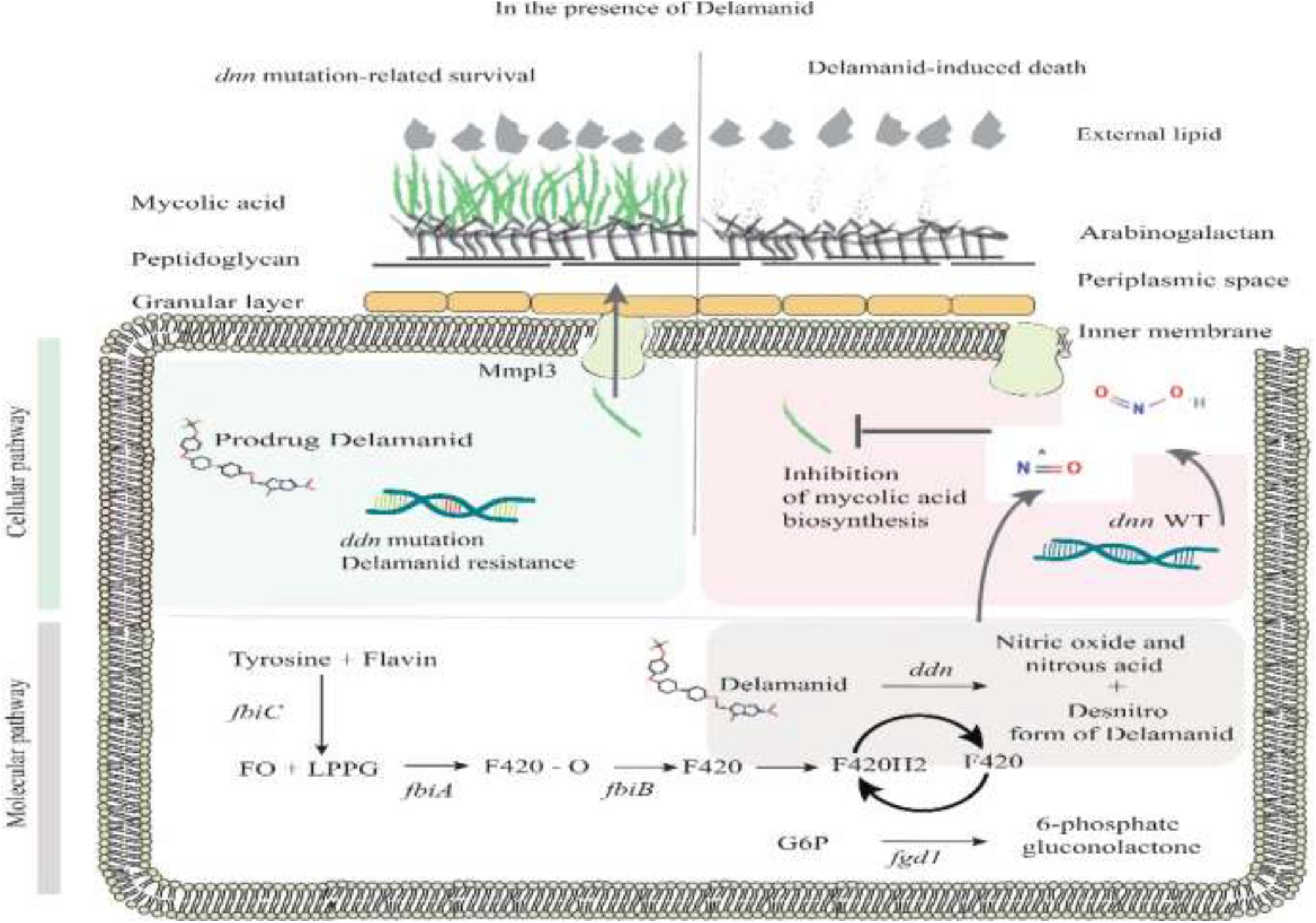 Frontiers Mechanism Of Action Resistance Synergism And Clinical 