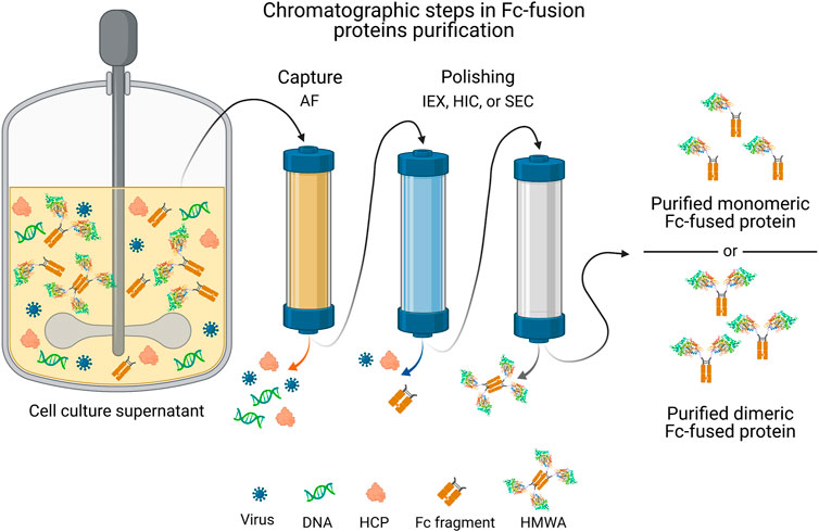 Protein Purification: Design and Scale up of Downstream Processing
