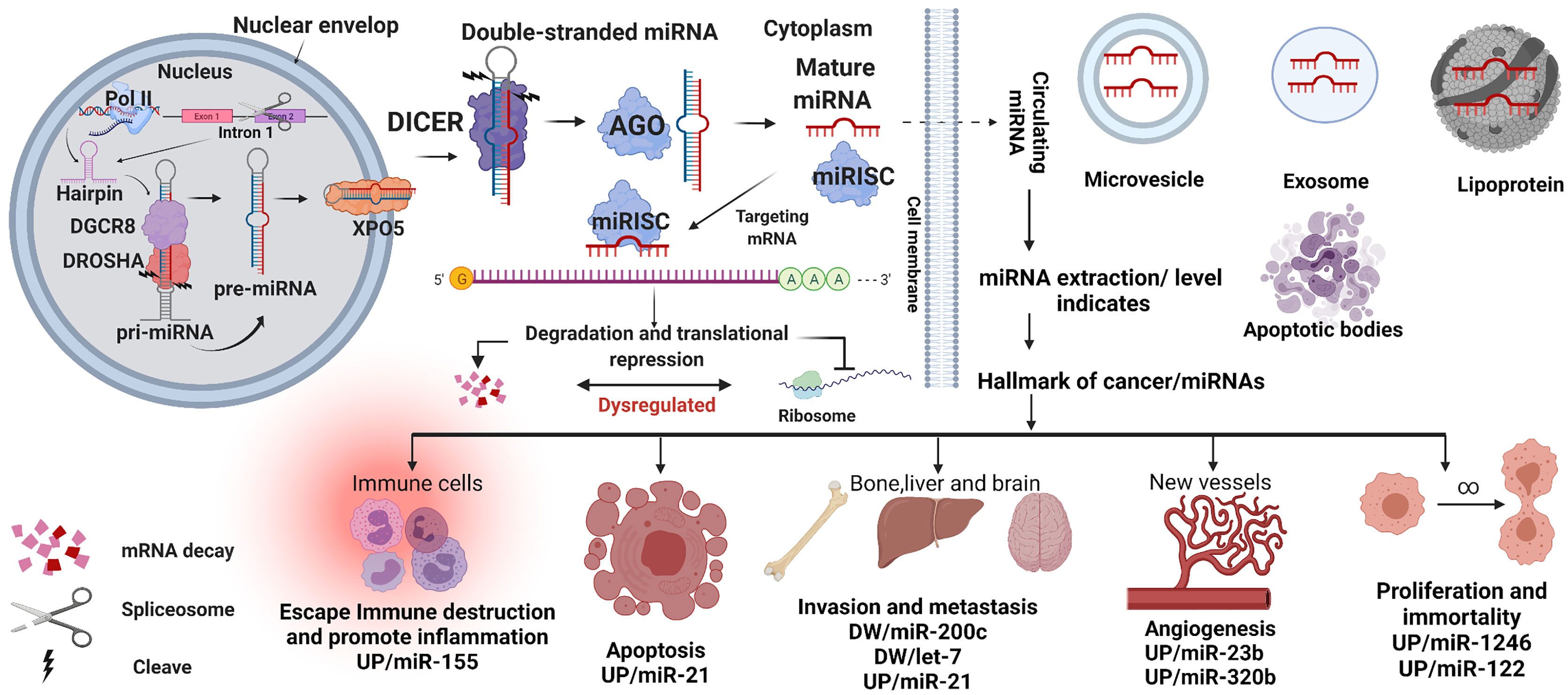 Frontiers | MicroRNAs Role In Breast Cancer: Theranostic Application In ...