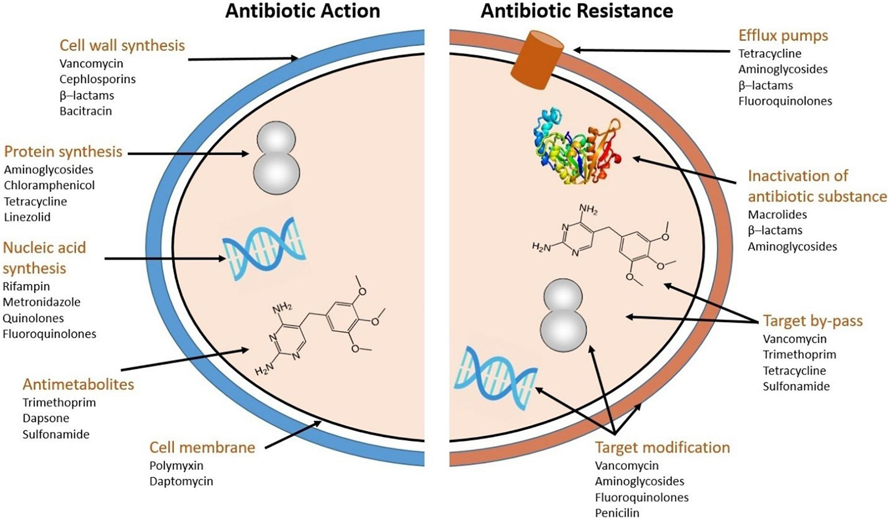 Frontiers A Review On Occurrence And Spread Of Antibiotic Resistance 