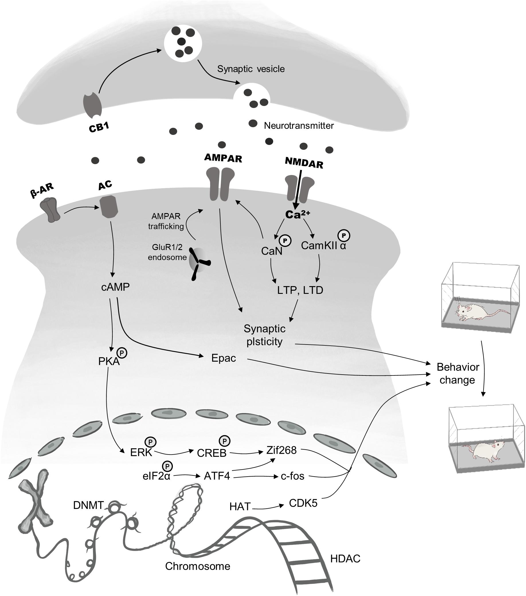 Frontiers The Mechanisms And Boundary Conditions Of Drug Memory Reconsolidation Neuroscience