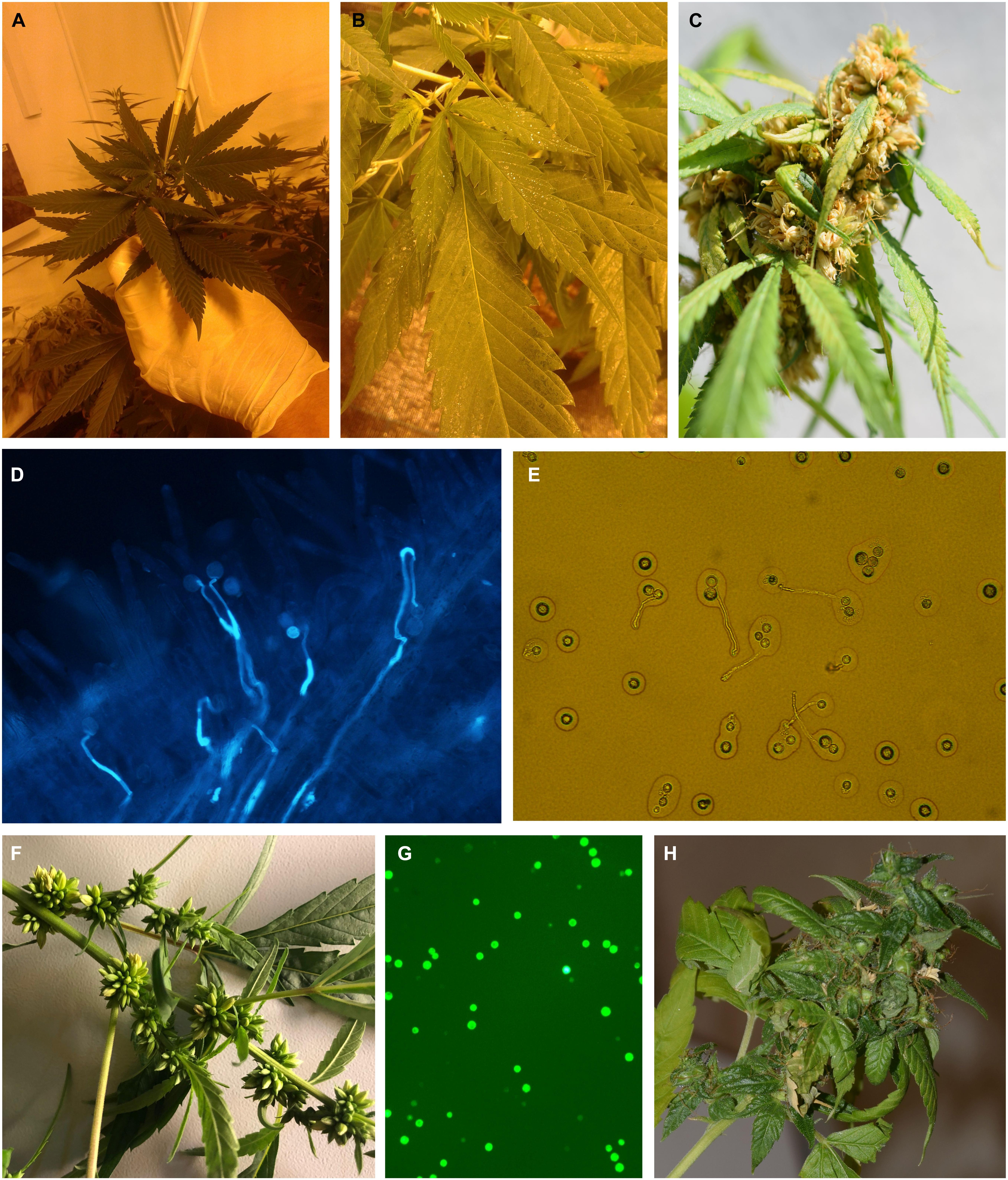 The Best Microscopic Images Of Marijuana From The Past 50 Years
