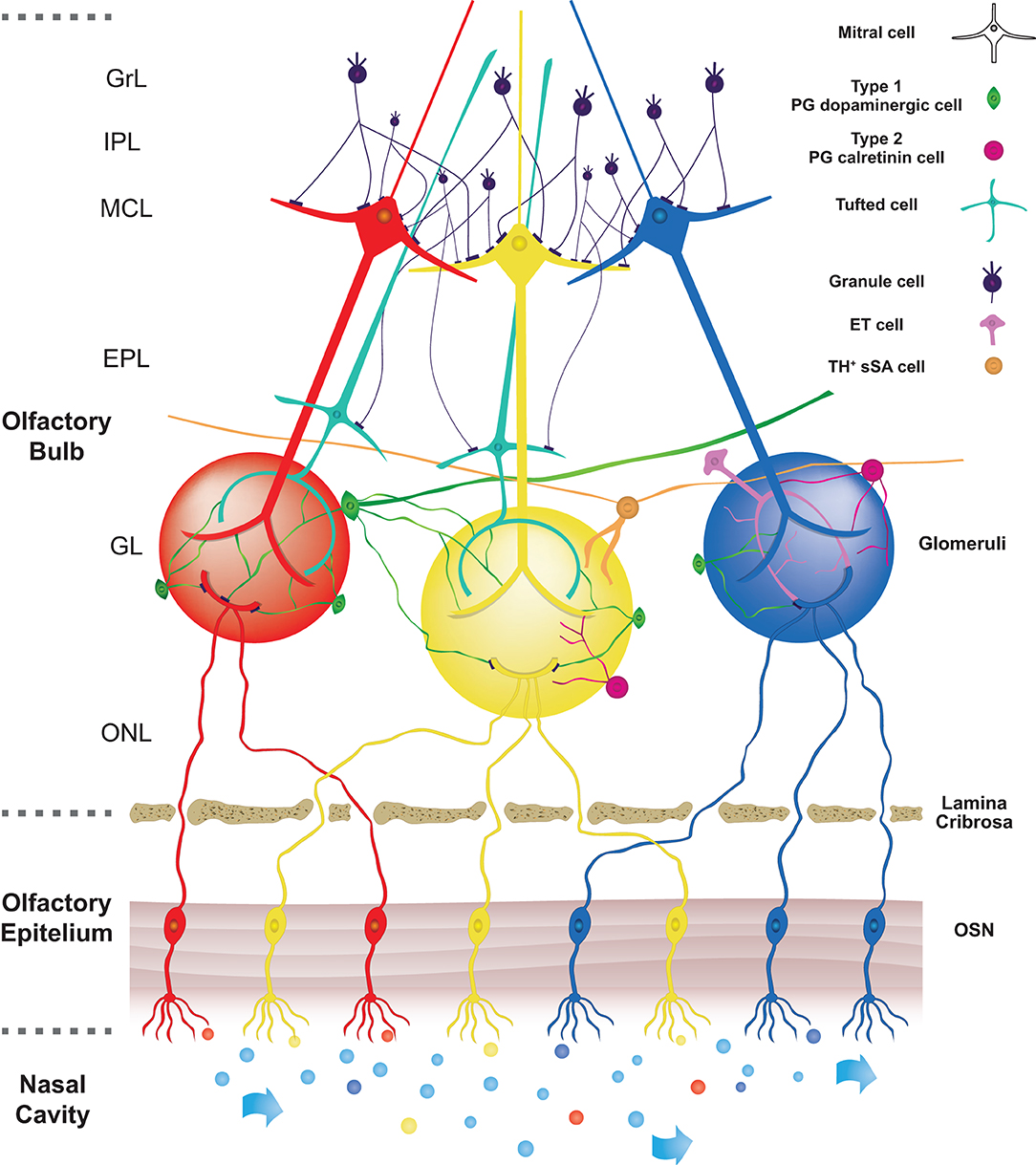 frontiers unraveling the role of dopaminergic and calretinin interneurons in the olfactory bulb frontiers in neural circuits