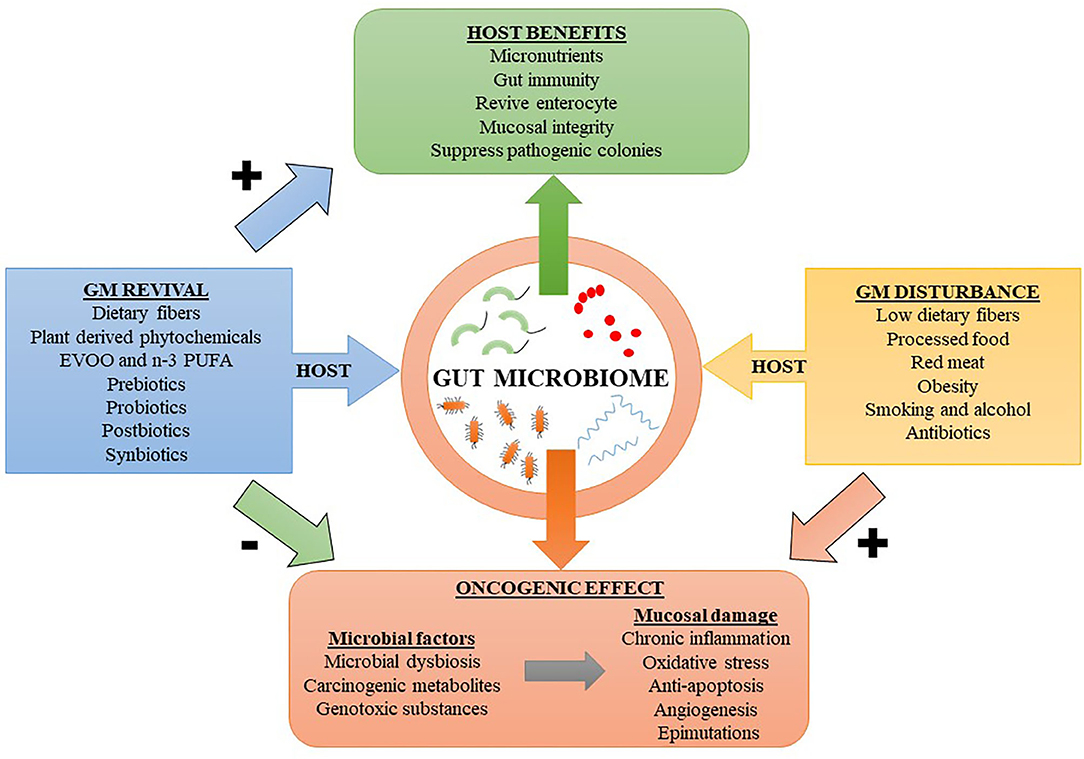 Frontiers  The interaction between dietary fiber and gut