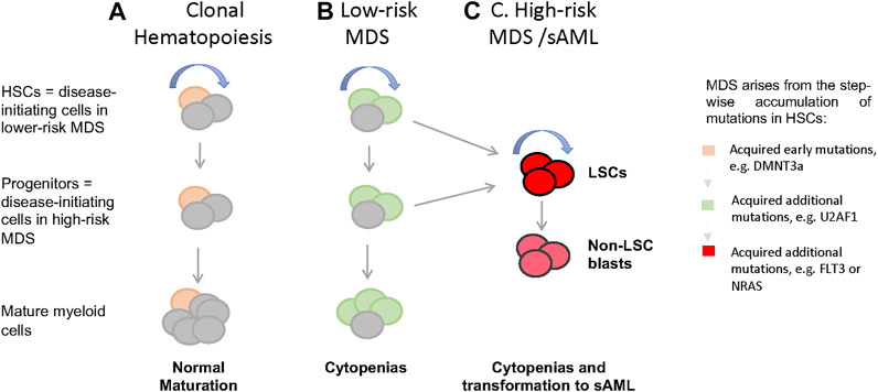 Frontiers Stem Cells In The Myelodysplastic Syndromes Aging