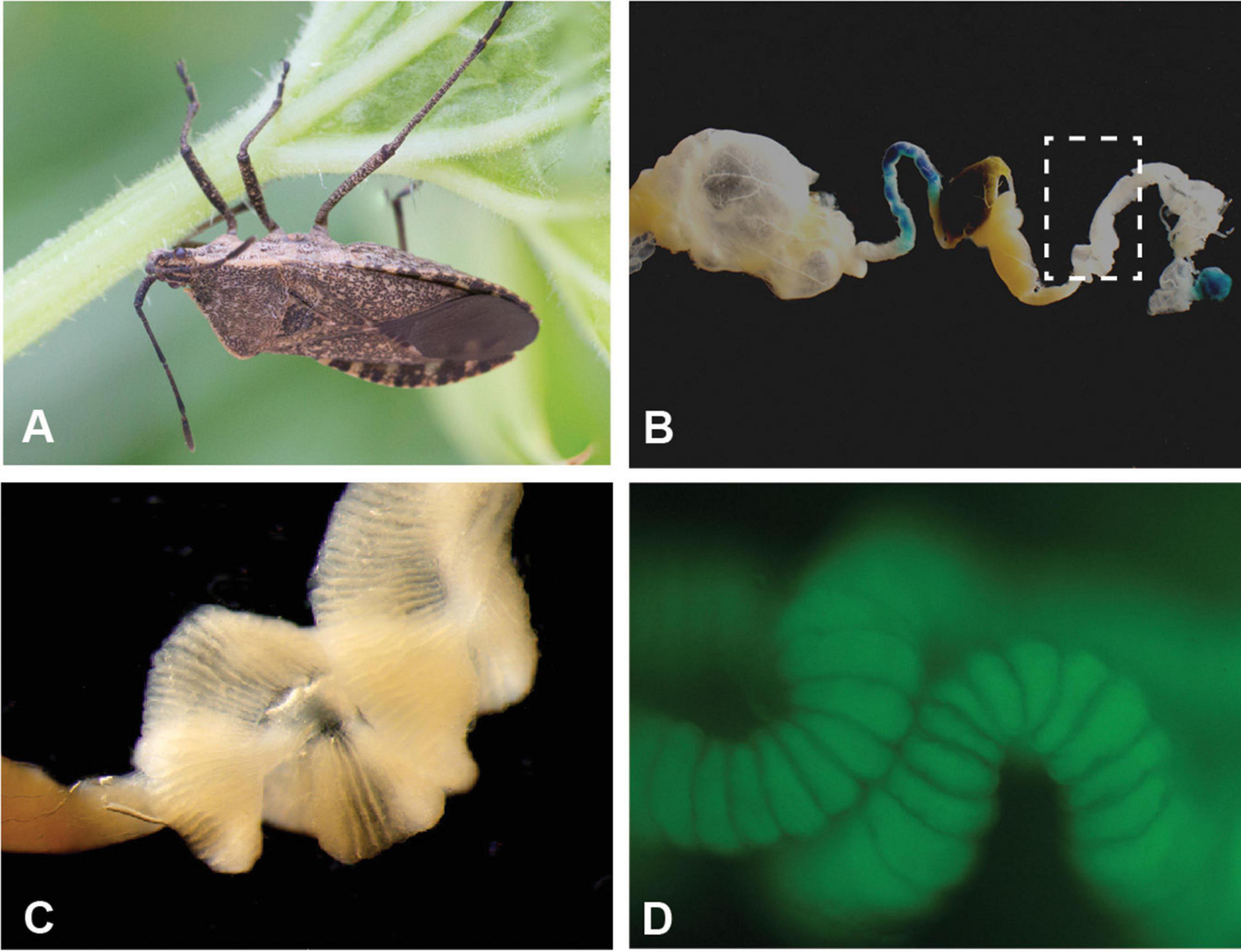 Symbioses shape feeding niches and diversification across insects