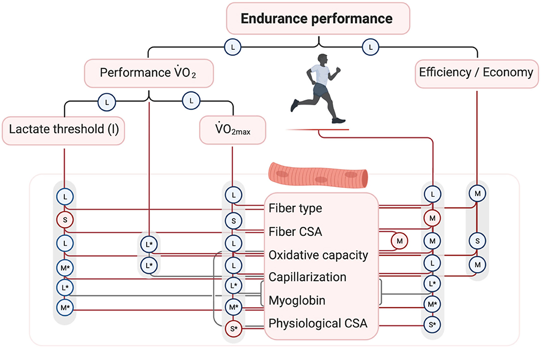 Frontiers | Under the Muscle of Determinants Endurance Performance Hood: Skeletal