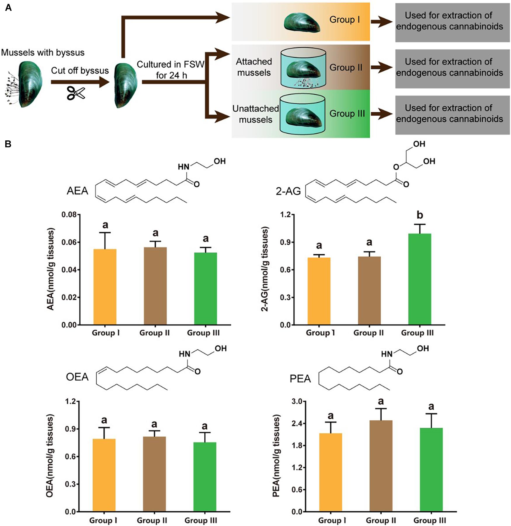 Frontiers | 2-Arachidonoylglycerol as an Endogenous Cue Negatively 