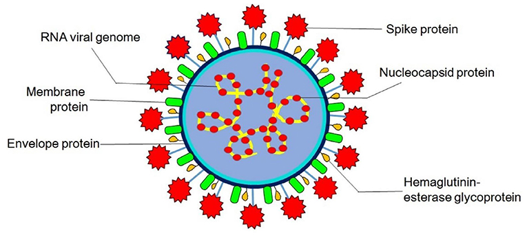 pneumonia virus structure