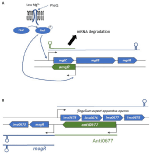 Frontiers | Diversity and Versatility in Small RNA-Mediated Regulation ...