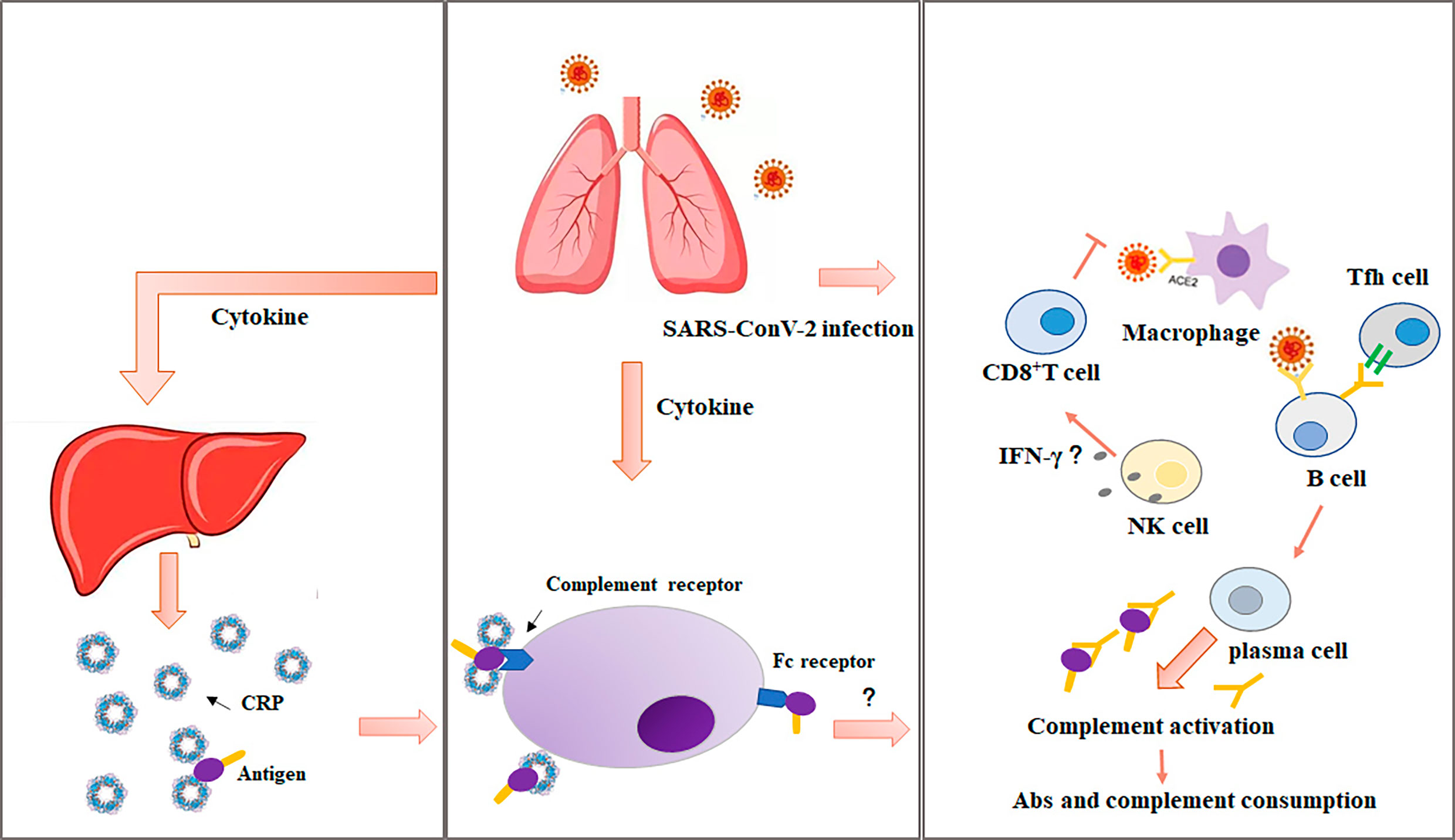 Frontiers Update Advances On C Reactive Protein In COVID 19 And Other 