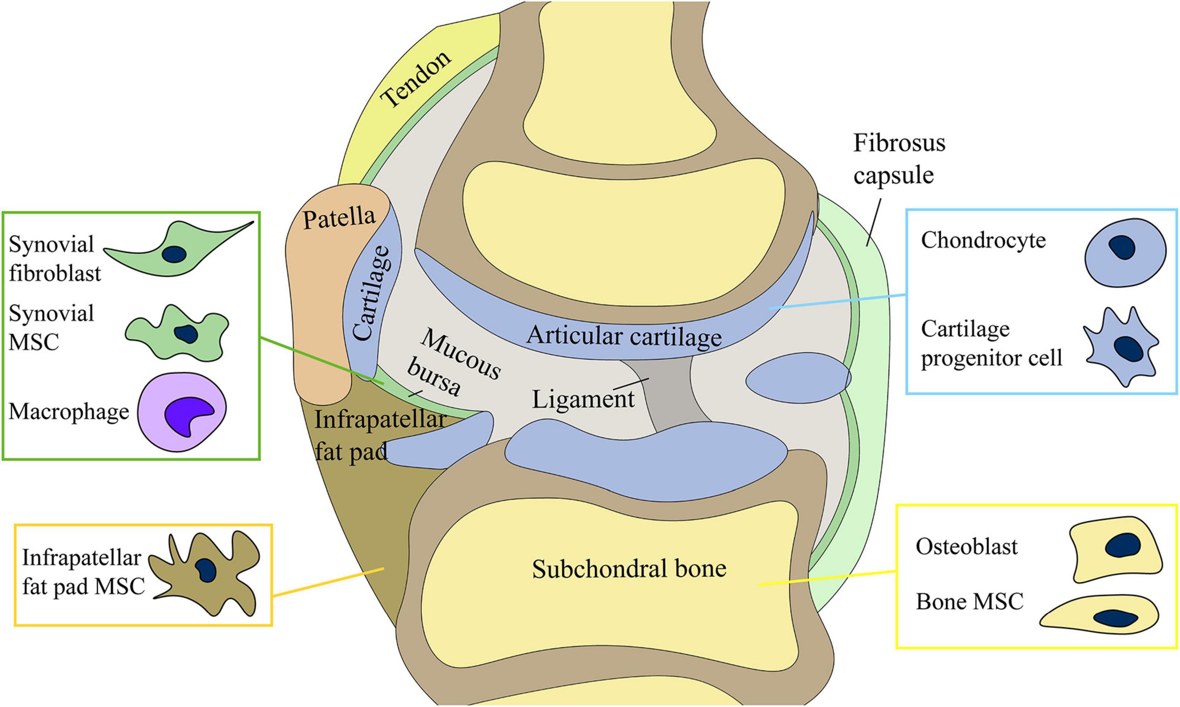 Frontiers Cell Interplay In Osteoarthritis