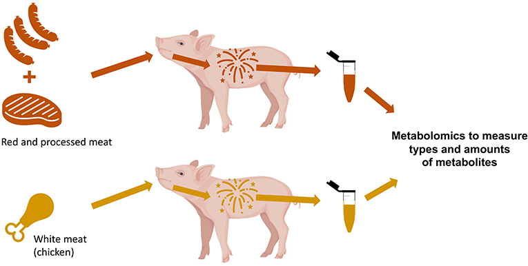 图2 -猪被用来研究肠道类型和数量的差异代谢物4周后与红肉和加工肉类的饮食相比,饮食与白色的肉。