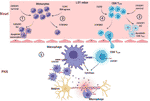 Frontiers | CX3CR1 But Not CCR2 Expression Is Required for the ...