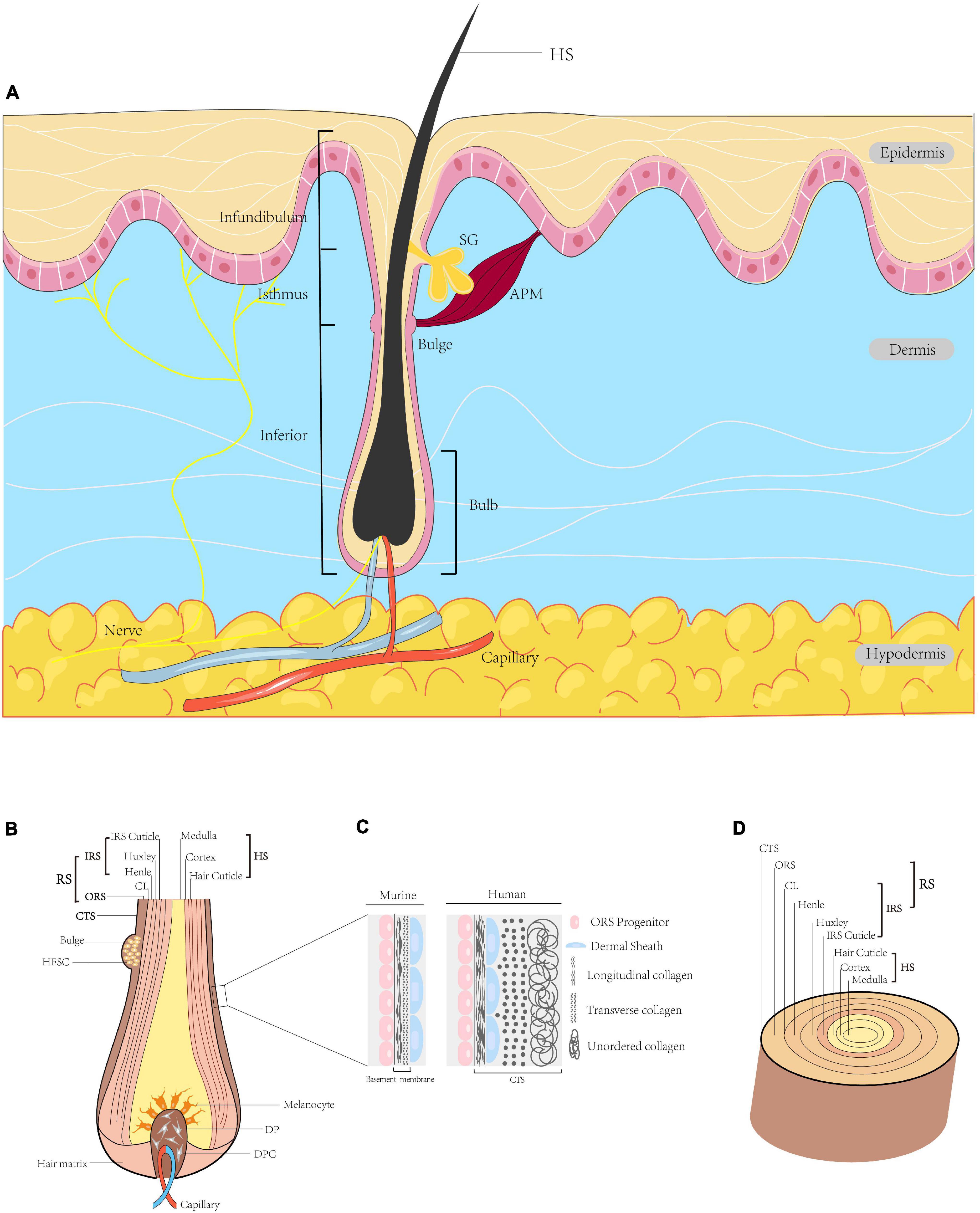 Nanodrug Delivery Strategies to Signaling Pathways in Alopecia