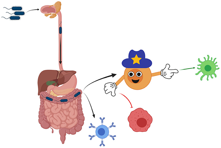 图2 -一种细菌引入小鼠的免疫系统通过口腔。