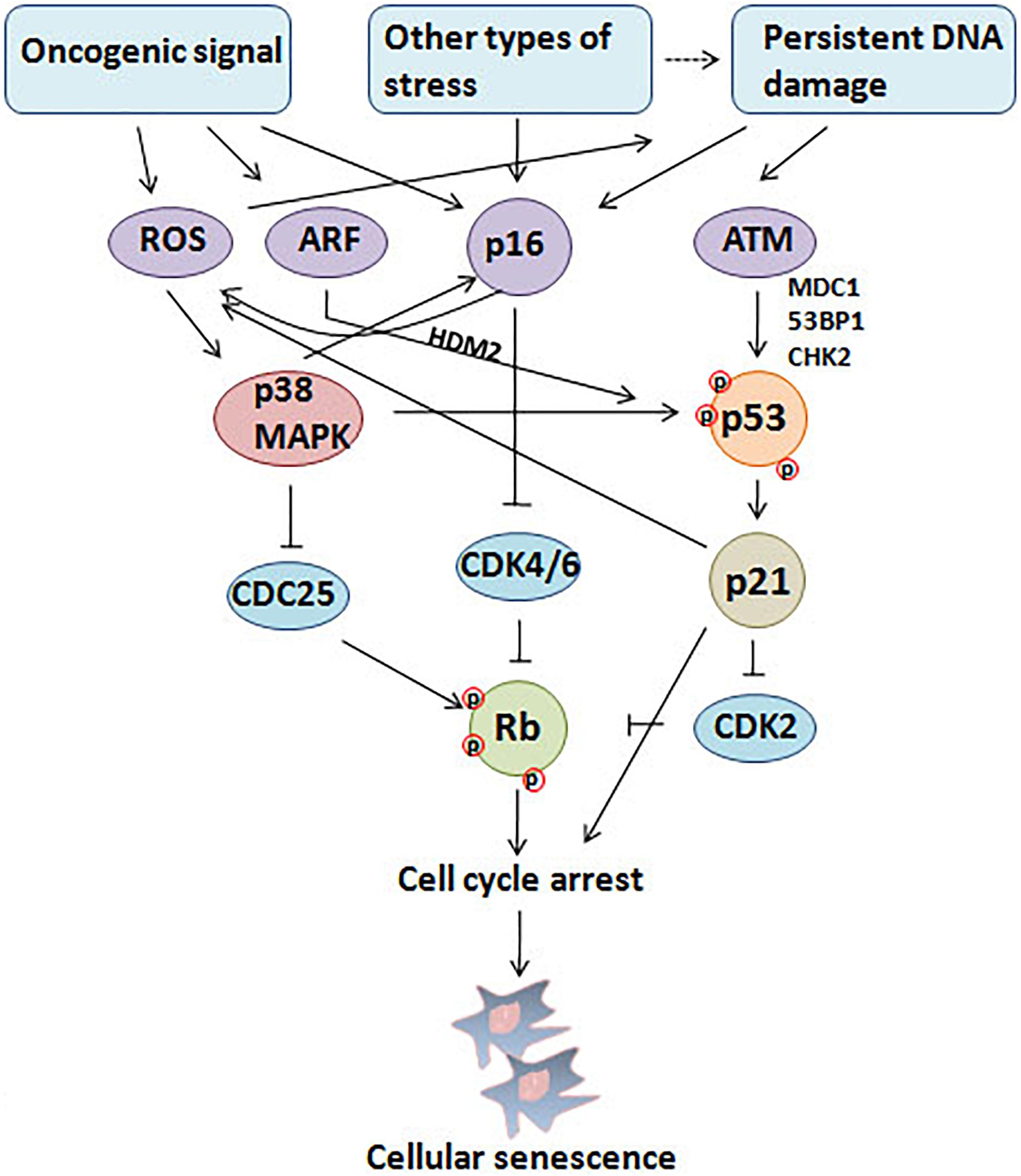 Frontiers The Paradoxical Role of Cellular Senescence in Cancer