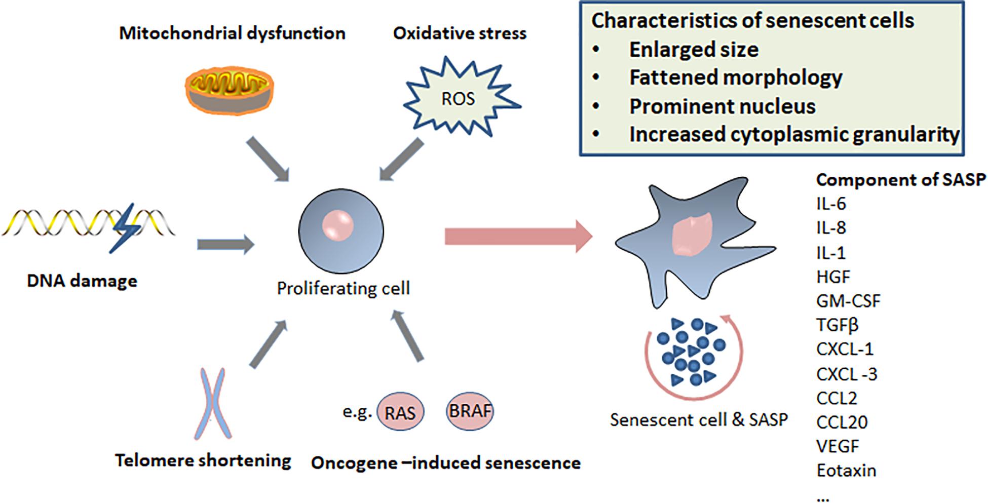 Frontiers The Paradoxical Role Of Cellular Senescence In Cancer