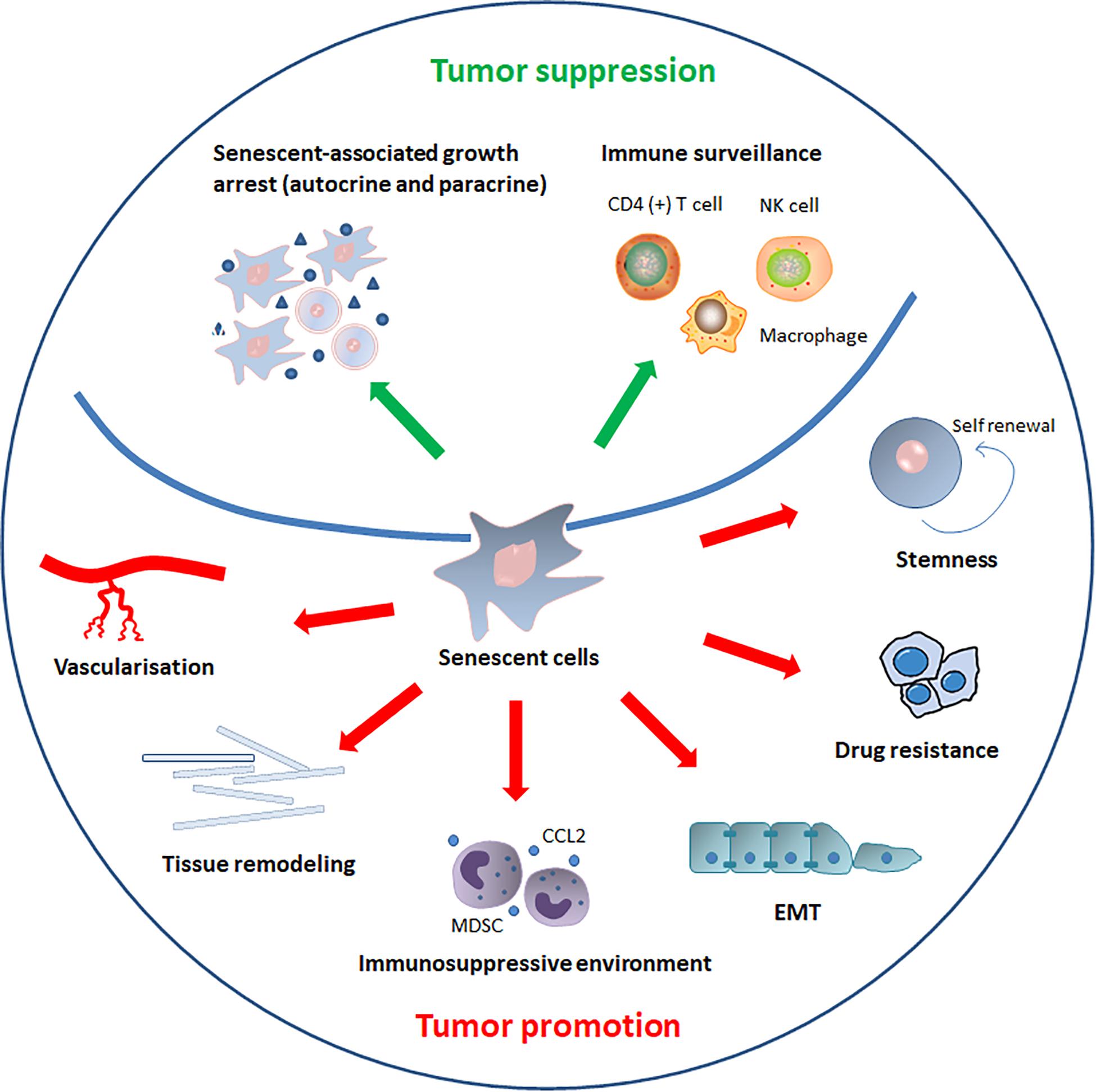 Frontiers The Paradoxical Role Of Cellular Senescence In Cancer