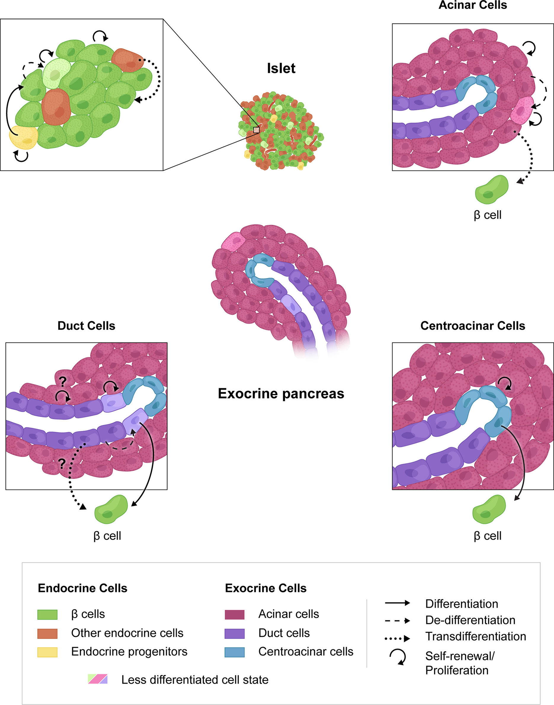Frontiers Debates In Pancreatic Beta Cell Biology Proliferation Versus Progenitor Differentiation And Transdifferentiation In Restoring B Cell Mass Endocrinology