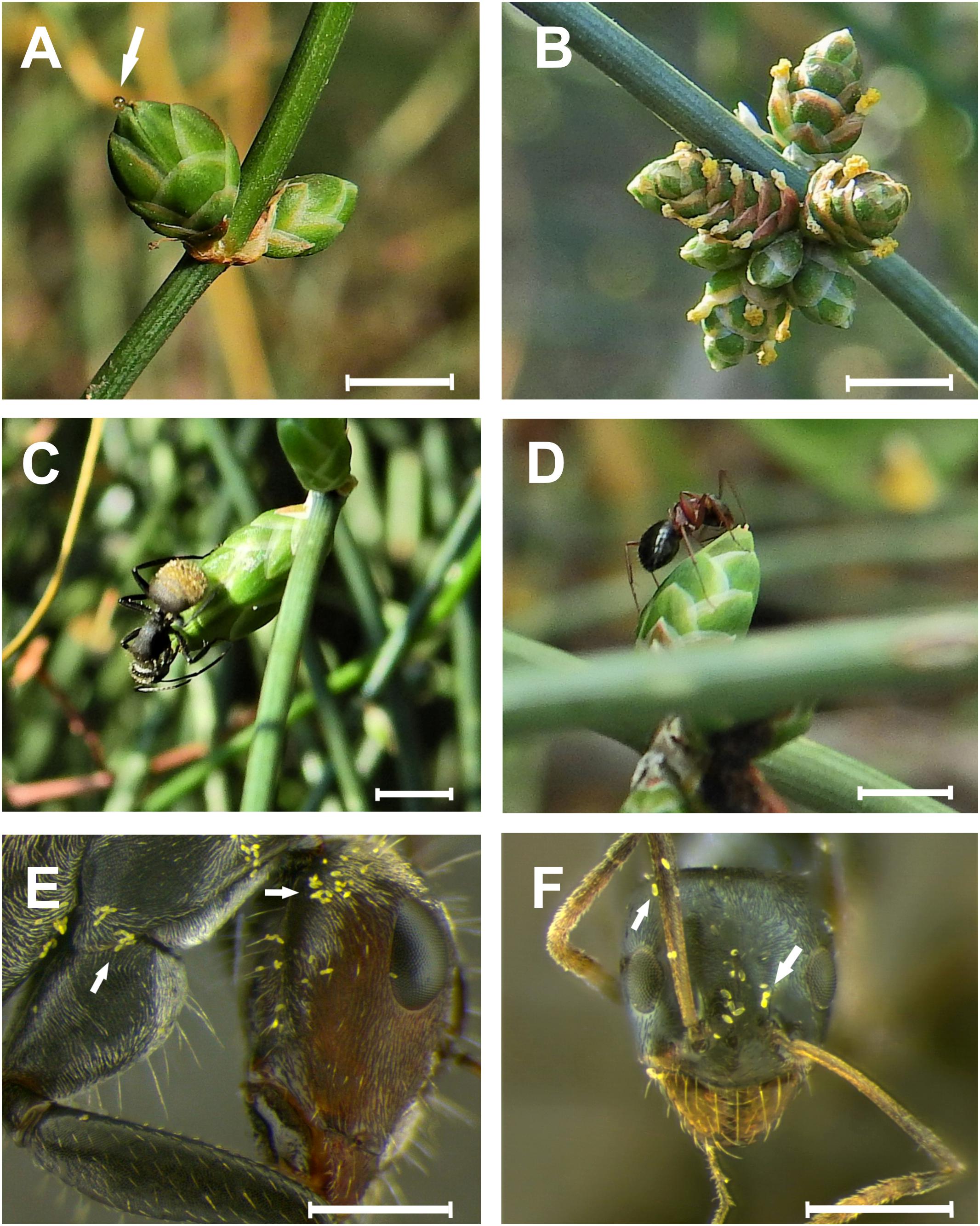 Frontiers  Distance Dependent Contribution of Ants to Pollination but Not  Defense in a Dioecious, Ambophilous Gymnosperm