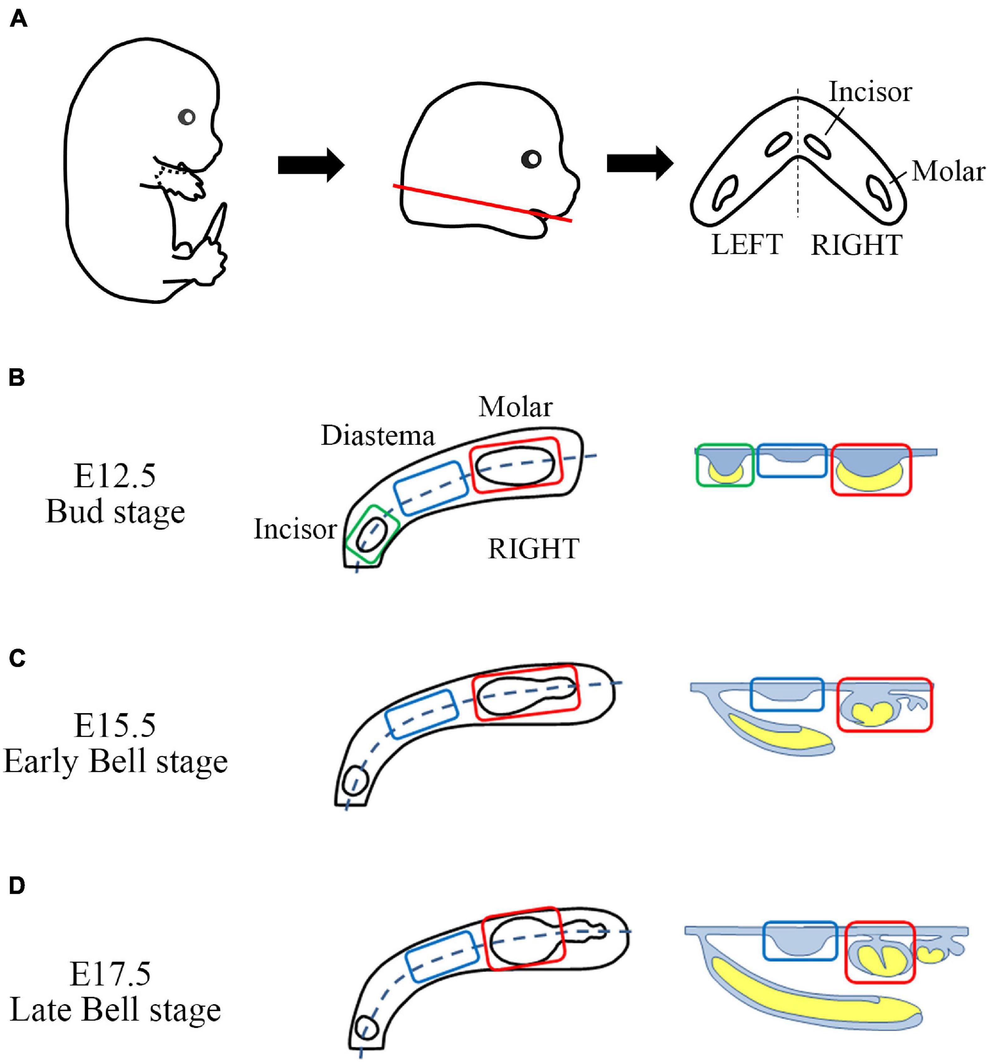 Frontiers | Spatiotemporal Changes in Transcriptome of Odontogenic