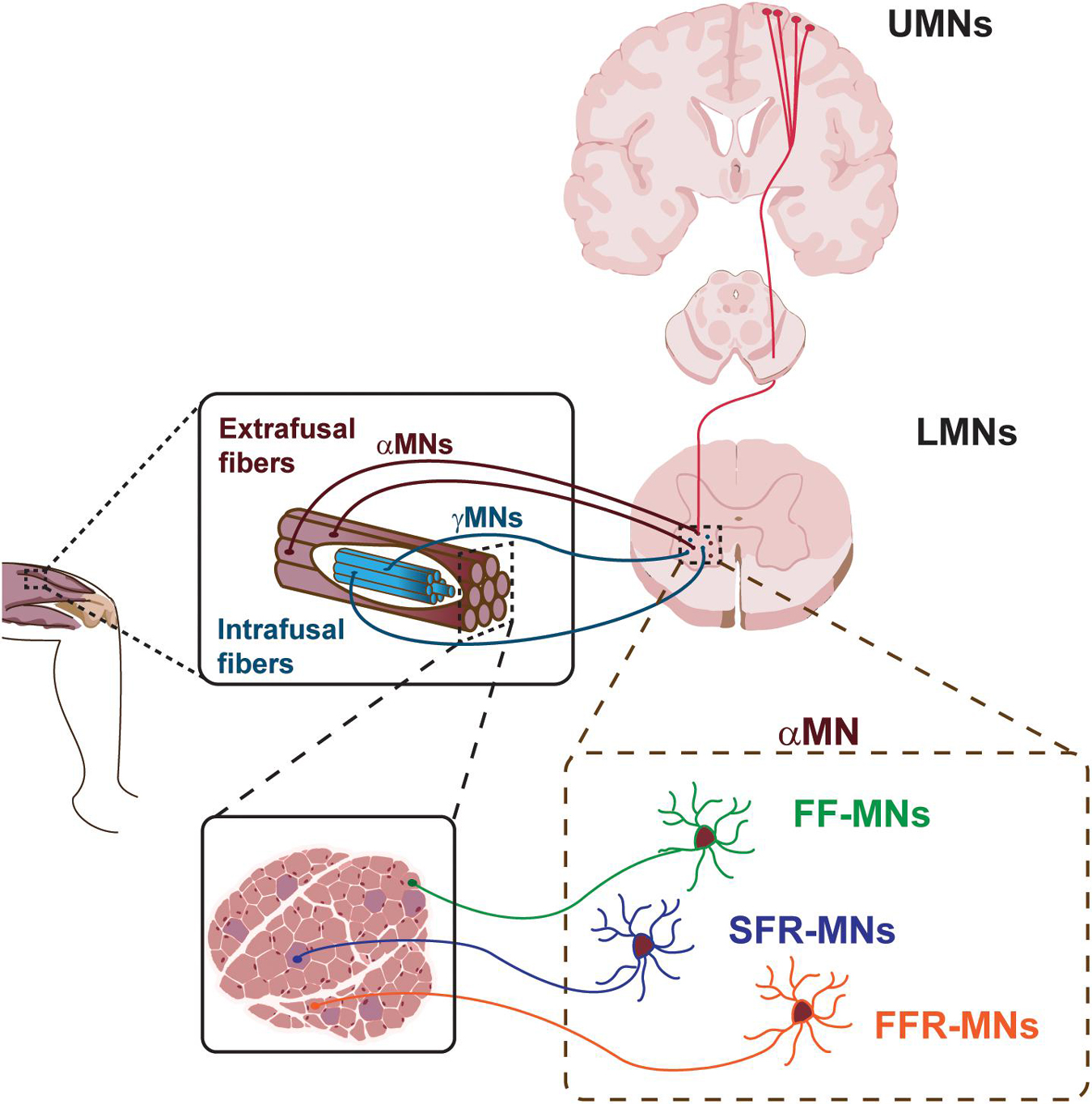 Frontiers Motor Neuron Diseases And Neuroprotective Peptides A 