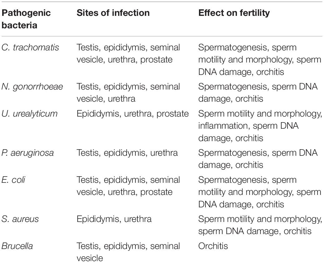 Can Water Infections Cause Infertility