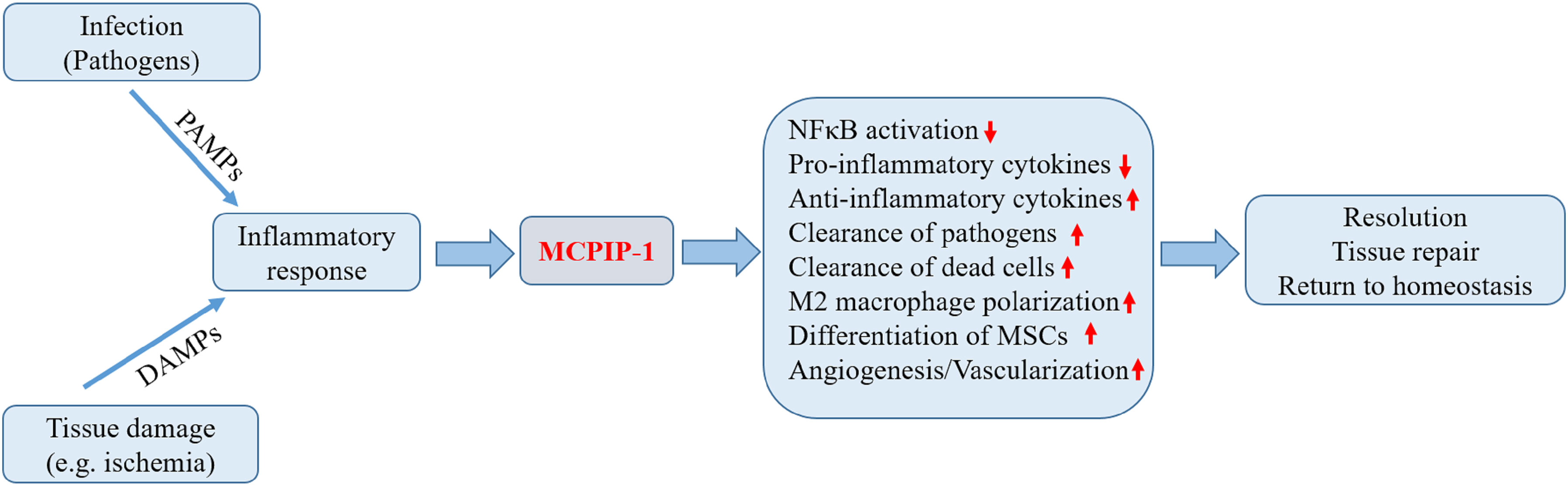Critical Role for Monocyte Chemoattractant Protein-1 and Macrophage  Inflammatory Protein-1α in Induction of Experimental Autoimmune Myocarditis  and Effective Anti–Monocyte Chemoattractant Protein-1 Gene Therapy