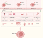 Frontiers | Role of Decidual Natural Killer Cells in Human Pregnancy ...