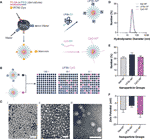 Frontiers | Immunopotentiation by Lymph-Node Targeting of a Malaria ...