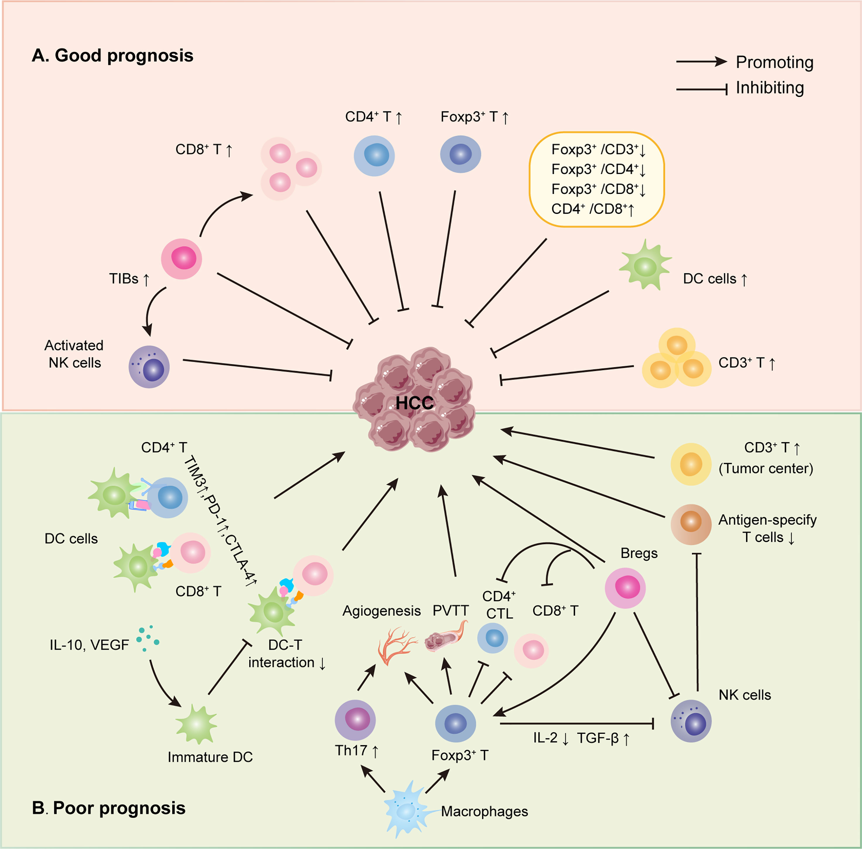 Frontiers Progression On The Roles And Mechanisms Of Tumor Infiltrating T Lymphocytes In
