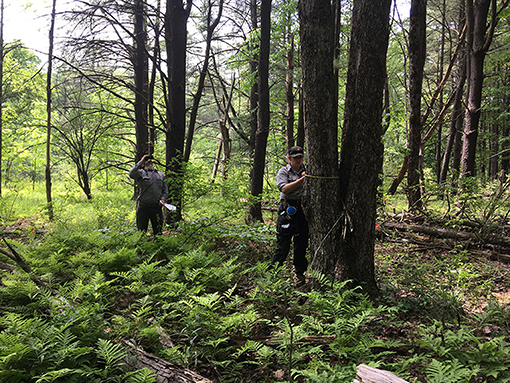 图1 -一位公园科学家在美国纽约萨拉托加国家历史公园测量一棵树的胸径。