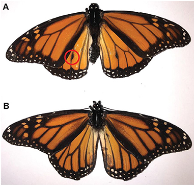 monarch butterfly wings