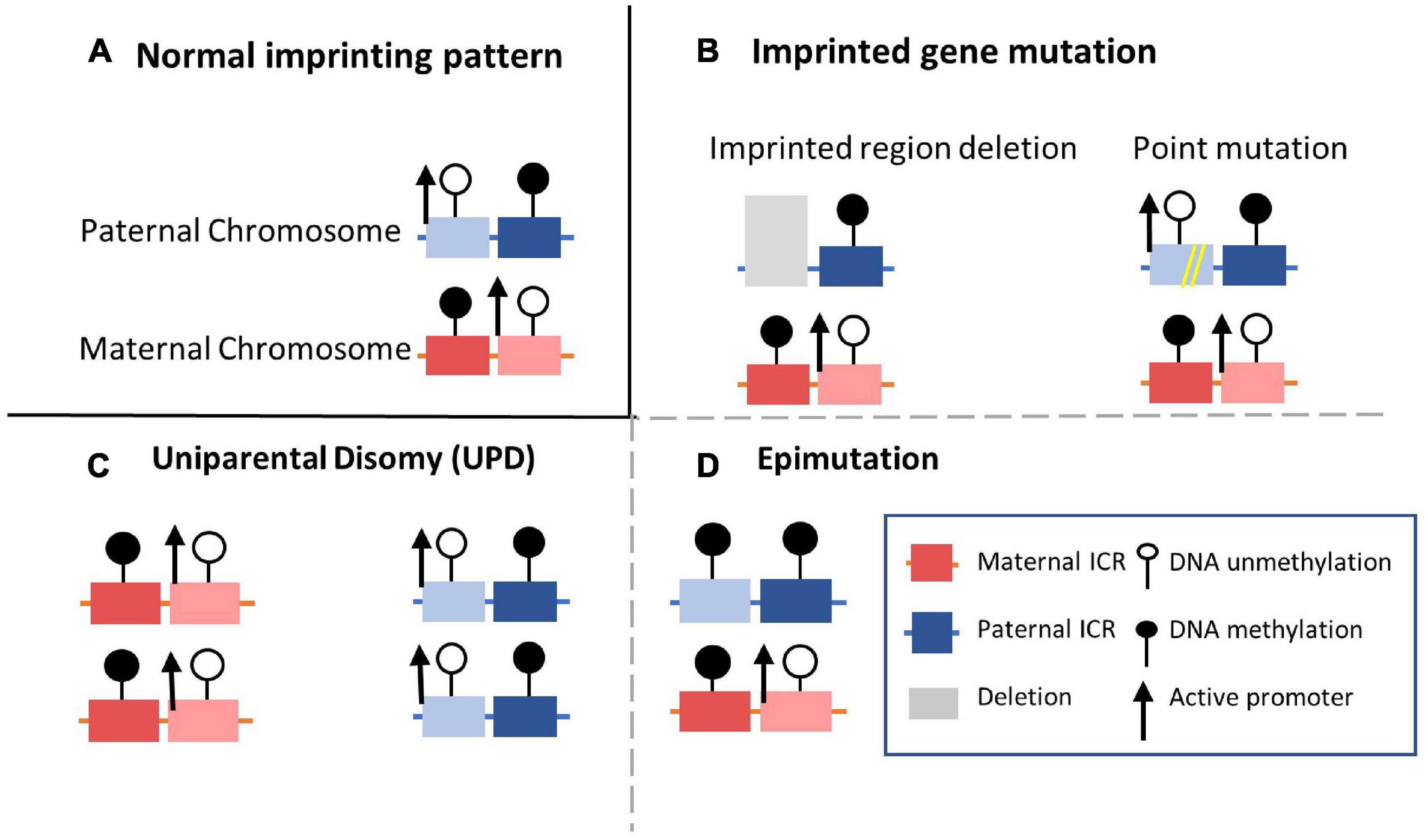 genomic imprinting mechanism