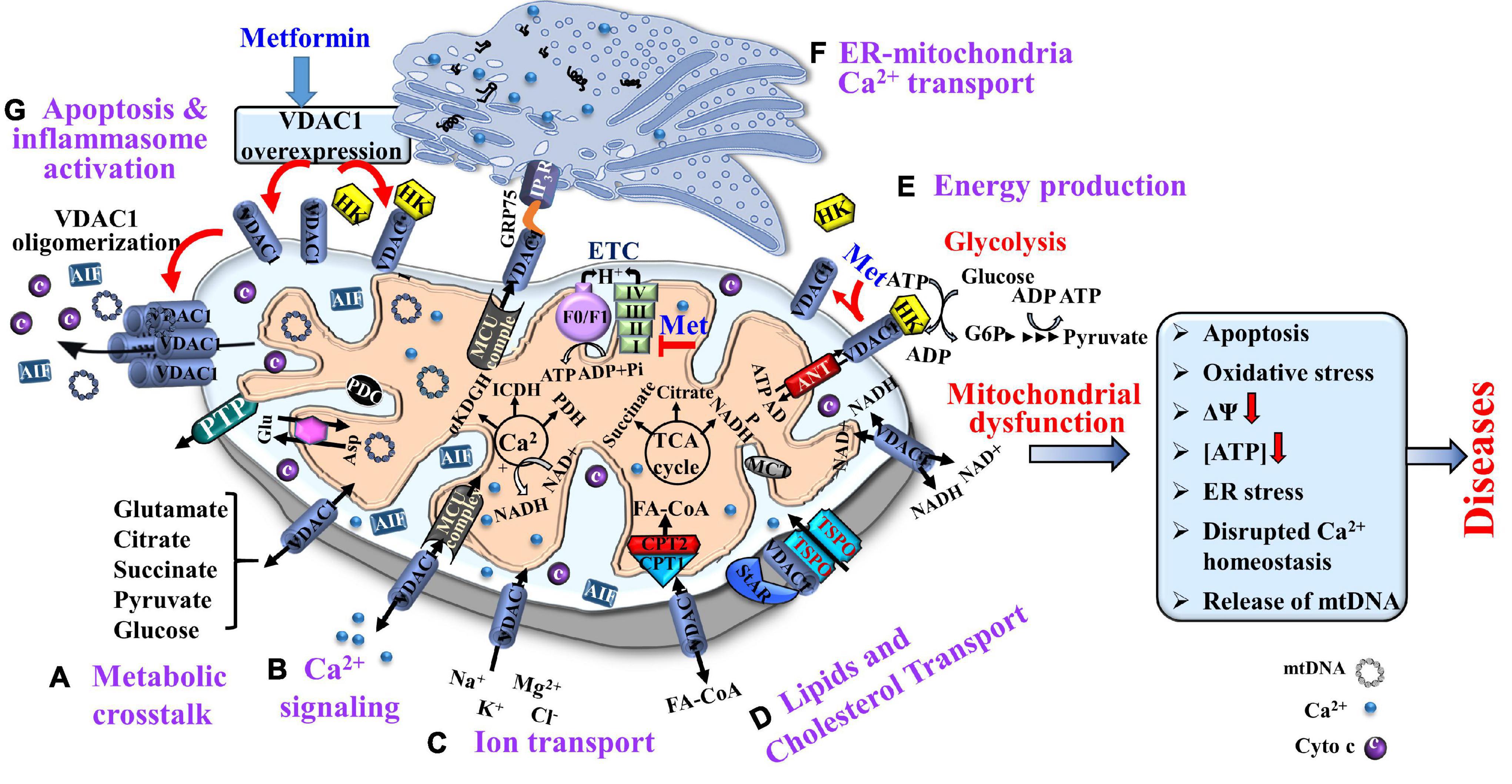 Frontiers Adverse Effects Of Metformin From Diabetes To COVID 19 