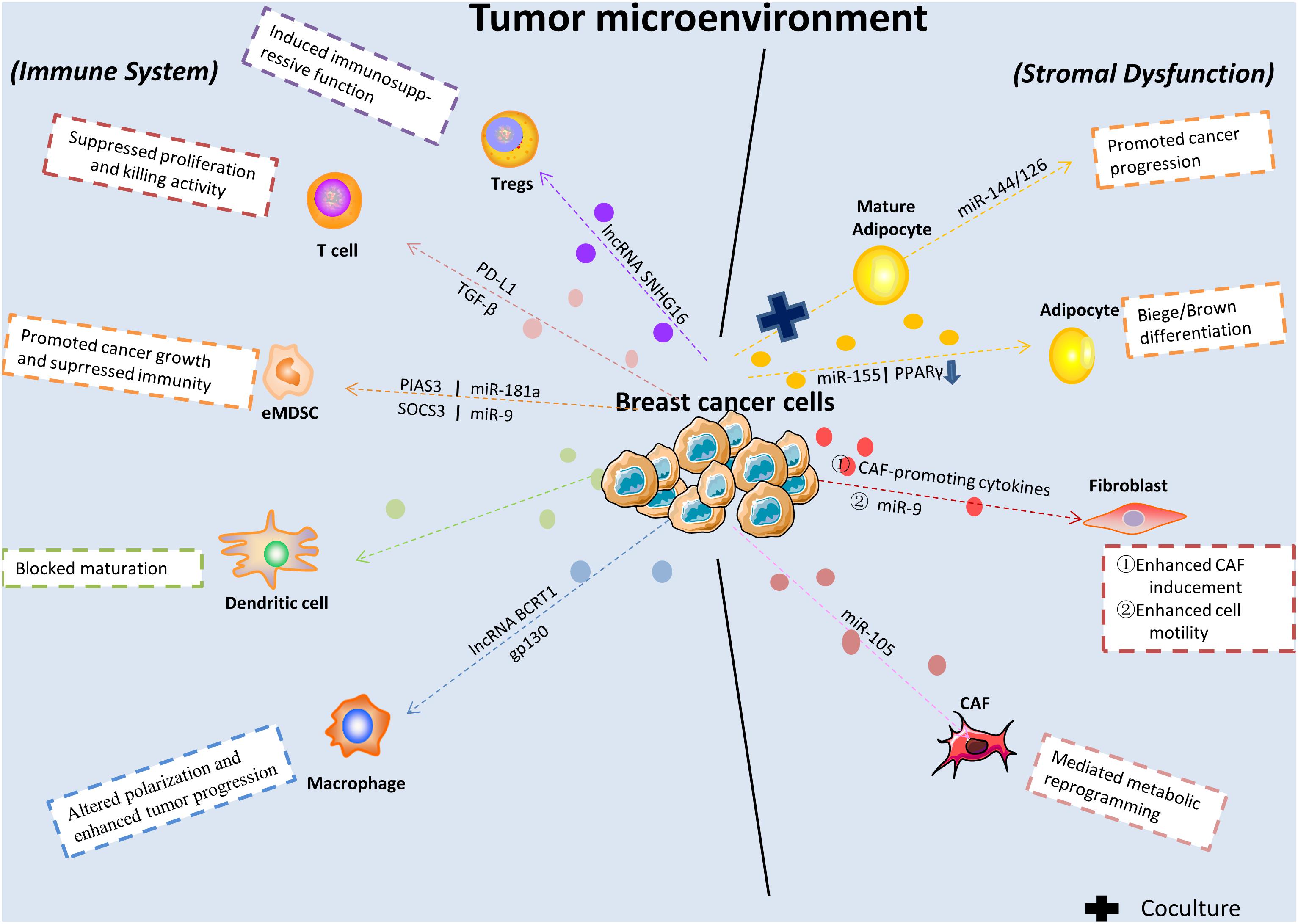 Frontiers  The Advancing Roles of Exosomes in Breast Cancer