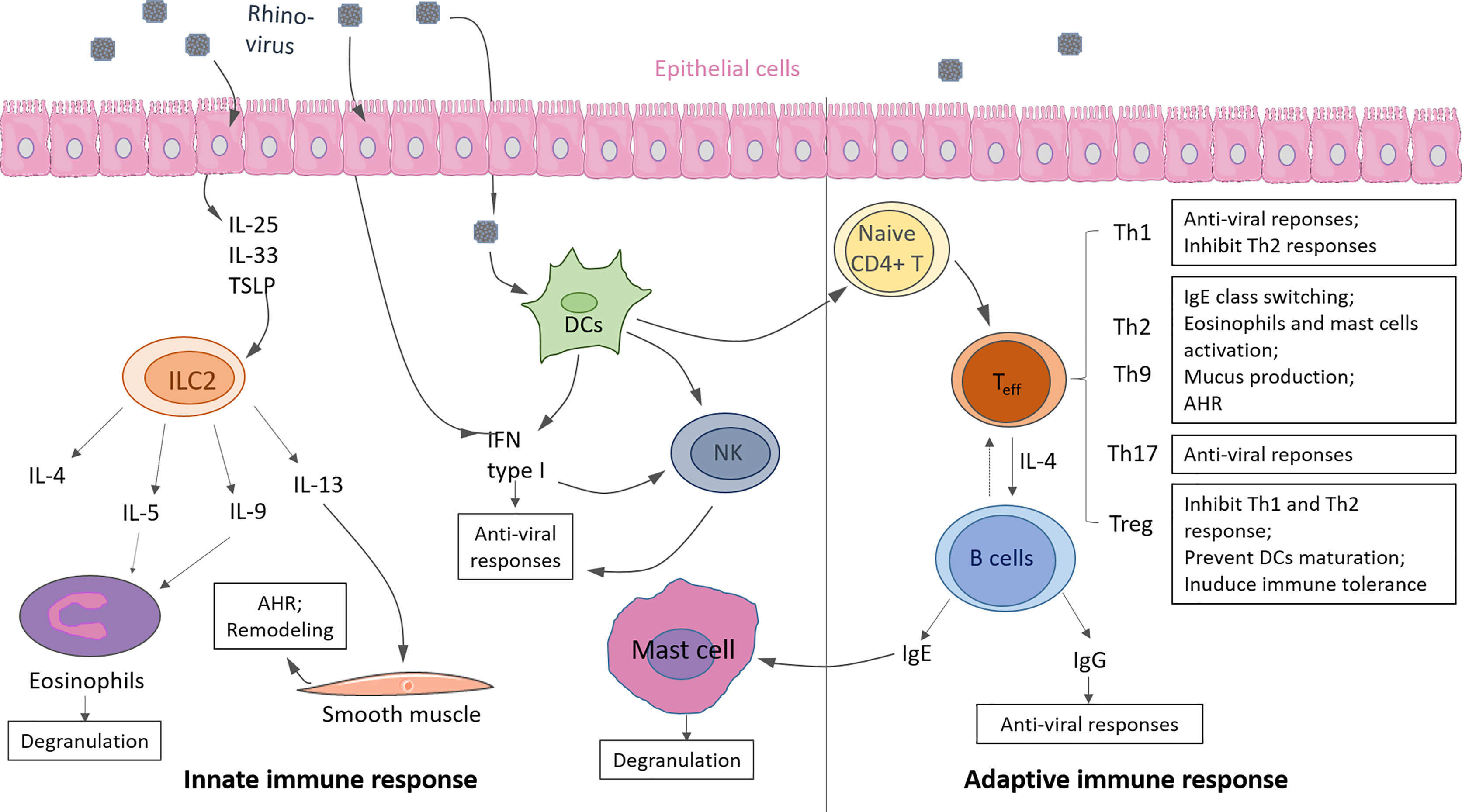 Frontiers Mechanism Of Rhinovirus Immunity And Asthma