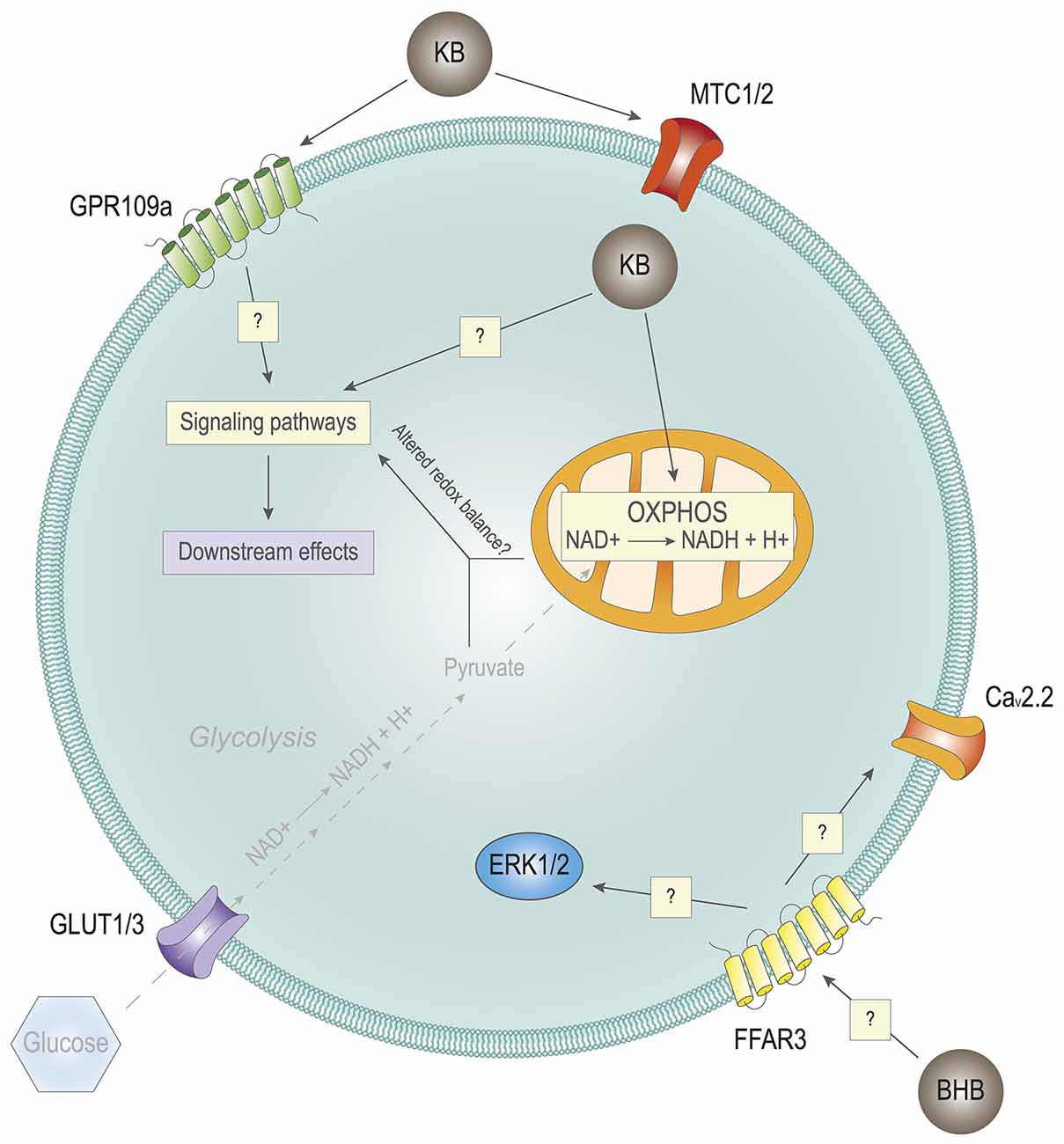 Frontiers Ketone Bodies In The Brain Beyond Fuel Metabolism From 