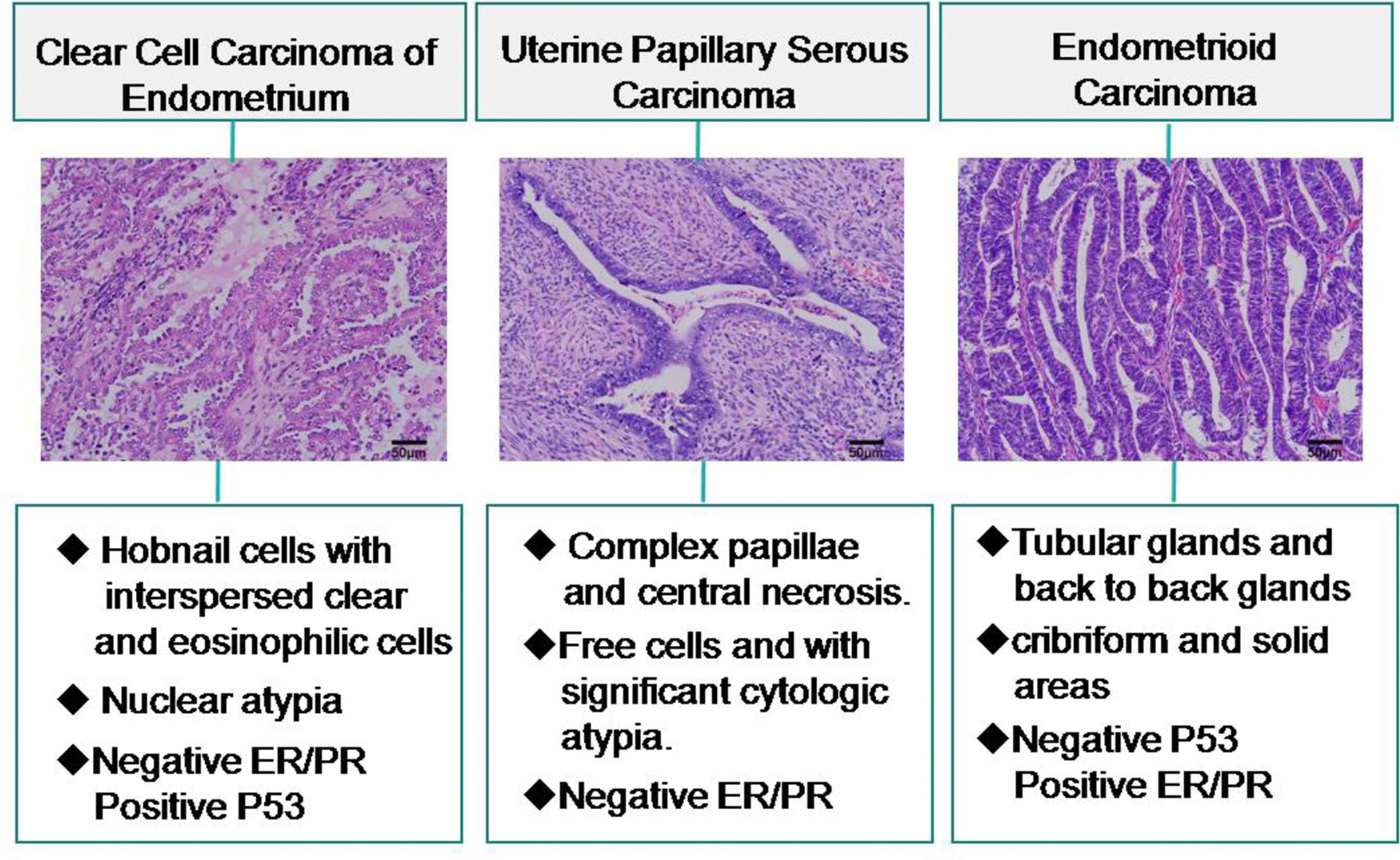 Frontiers Clear Cell Carcinoma Of The Endometrium Evaluation Of 