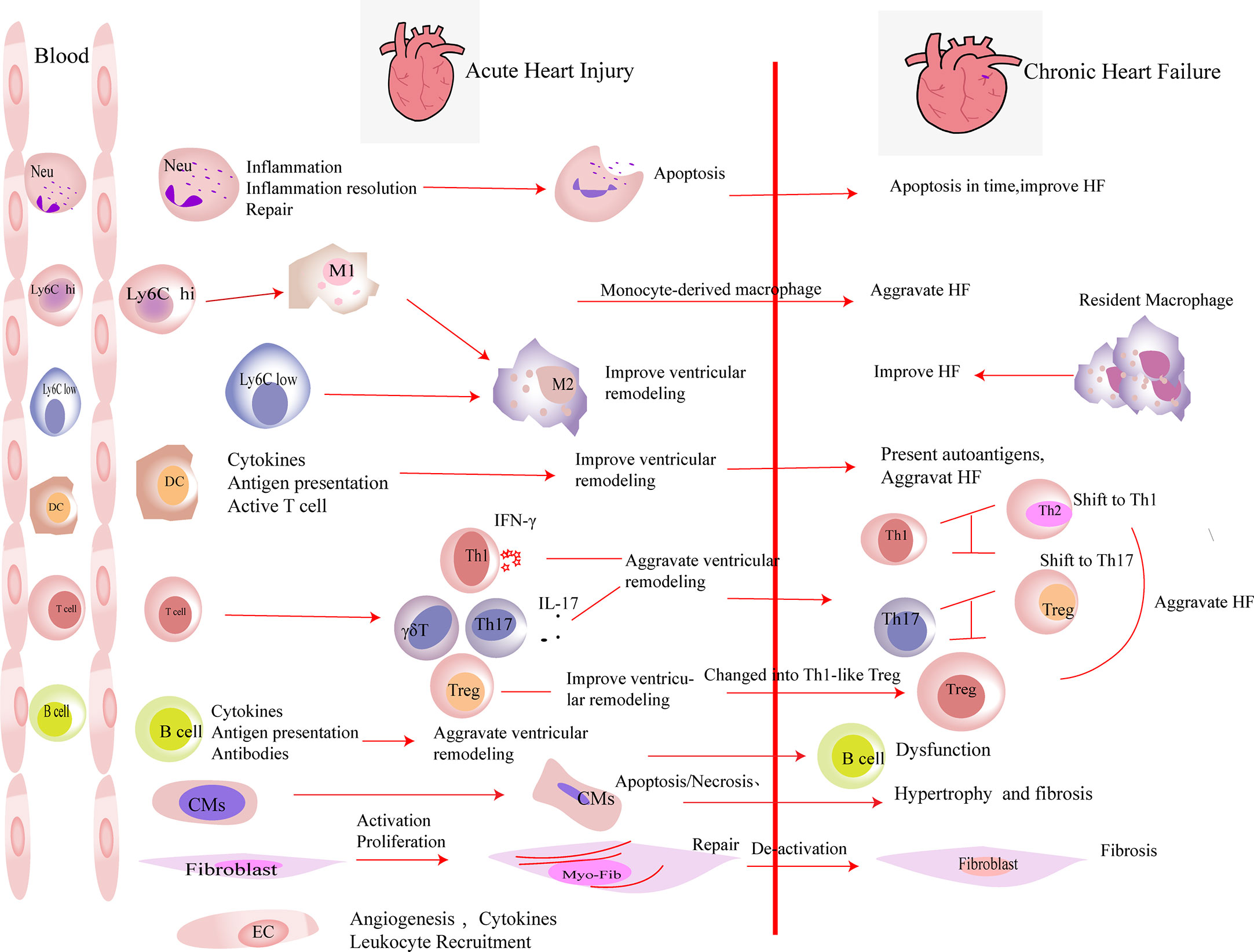 Heart Failure Cells